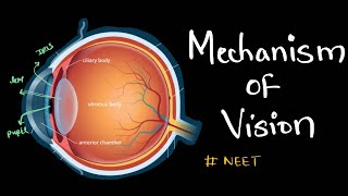 Mechanism of vision Concept based on NCERT class 11 Biology neet [upl. by Gahan]