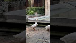 St Eulalia’s 13 white geese at the Cathedral of Barcelona hoglife barcelona geese [upl. by Edlihtam931]