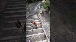 my dog walking down stairs [upl. by Shumway811]