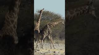 Epic Giraffe Fight You Wont Believe How They Battle 🦒🔥 Shortsquot Giraffe fights wildlife [upl. by Merrell]