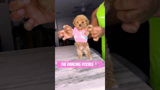 The Dancing Poodle is back puppy poodle cute viral shorts dancingpoodle toypoodle [upl. by Pollak]