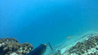 Testing pneumatic speargun amp Grilled small amberjack [upl. by Enimisaj]