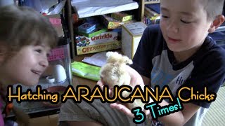 Hatching Araucana Chicks Three Times [upl. by Yelkao]