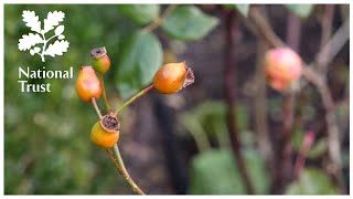 How to prune shrub roses  from the National Trust School of Gardening [upl. by Eirelam]