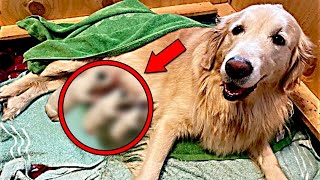 This Dog Gives Birth Then Doctors Realize They’re Not Puppies [upl. by Siffre821]