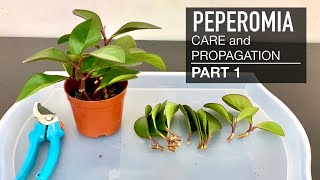 Peperomia Propagation  2 Easy Methods  Soil and Water Propagation  Indoor Plants [upl. by Siradal]