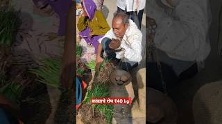 कांदे लावण्या पेक्षा कांद्याचे रोप फायद्याचे झालेagricultureonion 2024 [upl. by Ayik]