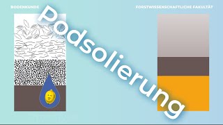 Bodenkunde verstehen – Podsolierung [upl. by Omsoc]