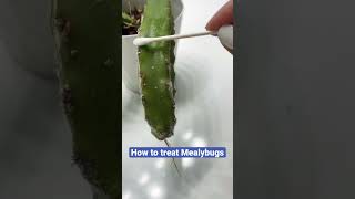 How to Mealybugs in plants including cactus plants shorts [upl. by Enahsed]