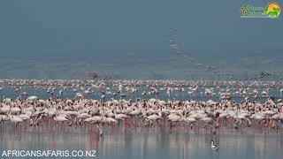 Flamingos at Lake Natron Tanzania [upl. by Alliuqet]