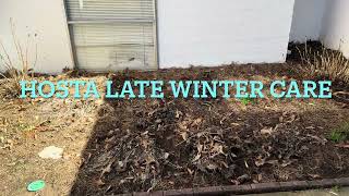 How to care for Hostas for Spring Flower Care springtime [upl. by Strauss]