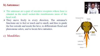 Module 02  Morphology and anatomy of honey bee [upl. by Bohman]