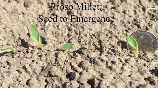 How to Produce Proso Millet Seed to Germination [upl. by Enilaf869]