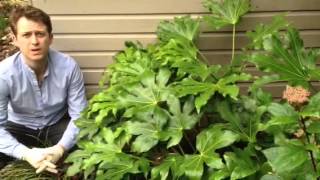 Plant ID guide  How to care for Fatsia Japonica [upl. by Haile105]