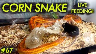 LIVE FEEDING  Corn Snake ASSASSINATES Two Mice in a Row [upl. by Licha]