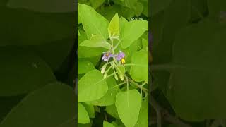 Solanum pubescens Family Solanaceae [upl. by Sabra]