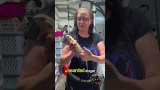 What’s Your Favorite Name for a Bearded Dragon 🦎 funny cute pets lizard reptiles name [upl. by Suicul]