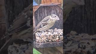 Rosebreasted Grosbeak eating on a rainy day [upl. by Haneehs]