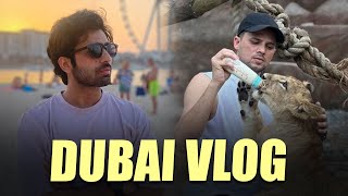 Dubai Vlog  Zayn Saifi with lions  Talib Saifi [upl. by Bible]