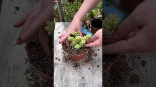 Replanting Succulents For Beginners 🌱 [upl. by Akerdal694]