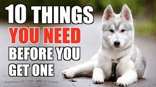 10 Things YOU NEED TO HAVE When You Get A Husky Puppy UPDATED GUIDE FOR BEGINNERS [upl. by Sadiras467]