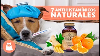 7 REMEDIOS CASEROS para la ALERGIA en PERROS 🐶✅ Antihistamínicos Naturales [upl. by Coral]