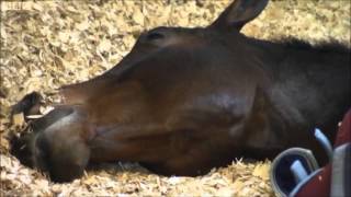 Carl Hester and Charlotte Dujardin on BBC [upl. by Neffirg759]