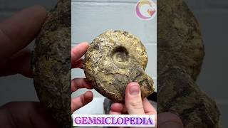 Membelah fosil ammonite purba gemstone agate batuakik [upl. by Lareneg]