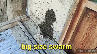 honey bees big swarm trapped Full video  mountain top beekeeping [upl. by Eittocs]