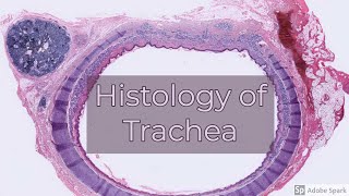 Histology of Trachea [upl. by Livi925]