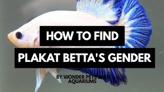 Lets learn to Identify the Gender of Plakat Betta [upl. by Naimaj]