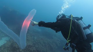 Pyrosome in Tenerife Rare sighting of 5m Pyrosoma Atlanticum scuba diving in the Canary Islands [upl. by Becht299]