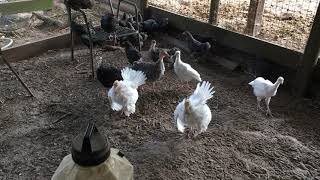 Turkey poults 5 weeks old [upl. by Ahswat]