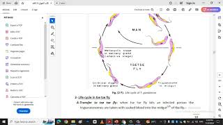 Trypanosoma and life cyclekingdom protista [upl. by Rollie]