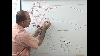 Inflammation  Vascular Events  Immunology  Dr Najeeb [upl. by Nnaecyoj]