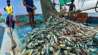 AMAZING 🤩 We Caught Tons of Mackerel and Trevally Fish in a Single Catch 😃WOWquot [upl. by Intihw]