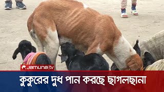 কুকুরের দুধ পান করছে ছাগলছানা  Lalmonirhat  Jamuna TV [upl. by Laeahcim]