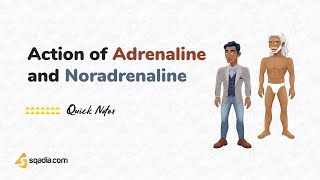 Mechanism of Action of Adrenaline and Noradrenaline  Physiology for Medical Students  sqadiacom [upl. by Plumbo]