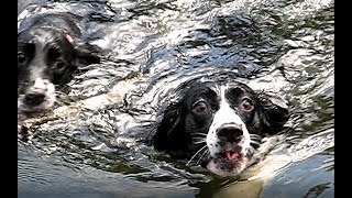 English Springer Spaniels jump in the lake of the Ozarks [upl. by Sedecrem]