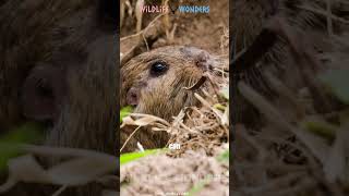 Tuco Tuco 🦔The Amazing Underground Rodent That Sounds Like a Taco [upl. by Eesyak]