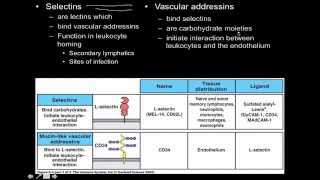 Immunology innate immunity the Cell Adhesion Molecules [upl. by Nikral]