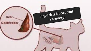 hepatitis in cat  severe vomiting  anorexia recovery  which injection used [upl. by Wendin]