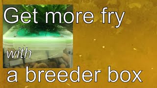 Building a breeder box for spawning egg scattering fish [upl. by Marion766]