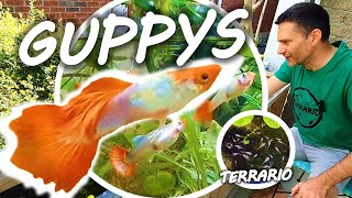 INCROYABLE BASSIN POUR GUPPYS 1  Matériel  Fabrication du filtre [upl. by Arekat]