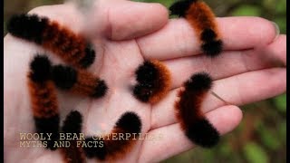 THE WOOLLY BEAR CATERPILLARMYTHS and FACTS with Chris Walklet [upl. by Nashoma280]