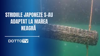 Stridiile japoneze sau adaptat la Marea Neagră [upl. by Erdnael196]