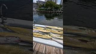 Mahi and Tilefish Ft Lauderdale fishing report [upl. by Llevad]