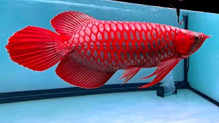 The Ultimate Super Red Arowana Championship  Rare Arowana In The World [upl. by Anilas473]