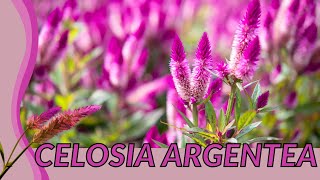 The CELOSIA ARGENTEA Guide For Everyone quotCockscombquot [upl. by Llerud]