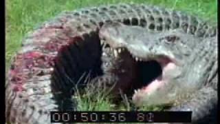 Alligator vs Alligator  Alligators Fighting  Best Shot Footage  Stock Footage  PART 1 [upl. by Onitselec845]